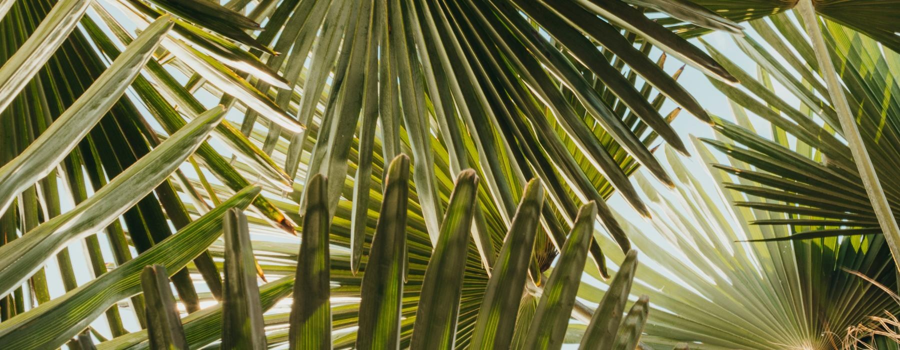 a close-up of some palm trees